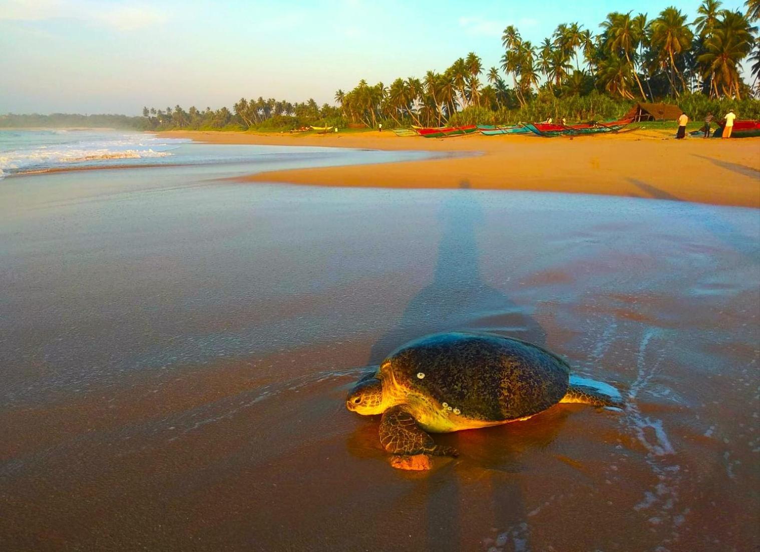 Sleeping Elephant Beach Resort แทนกาลเล ภายนอก รูปภาพ